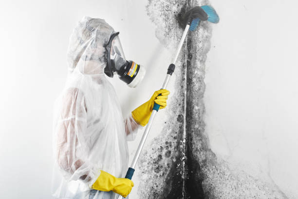 Best Dehumidification Services  in Springfield, OH