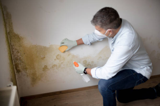 Springfield, OH Mold Removal Company