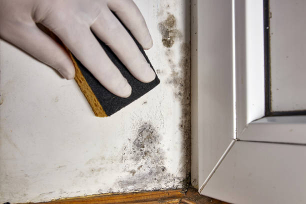 Best Industrial Mold Remediation  in Springfield, OH